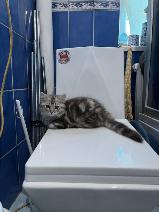 котенок 3 месяца