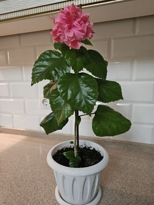 Гибискус. Китайская роза