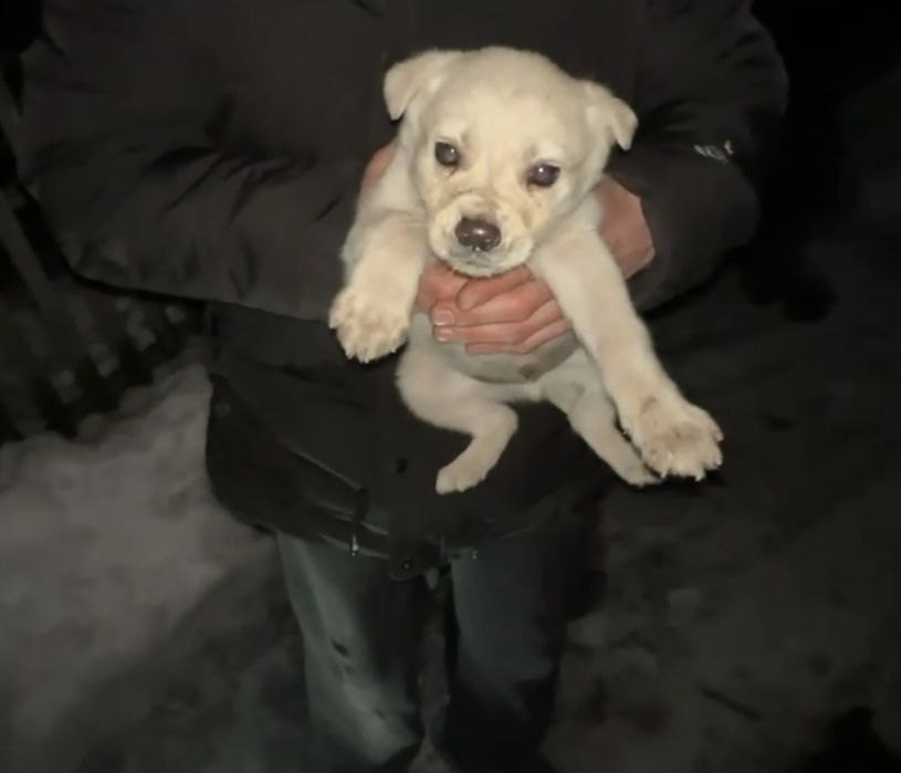 Отдам щенка в добрые руки