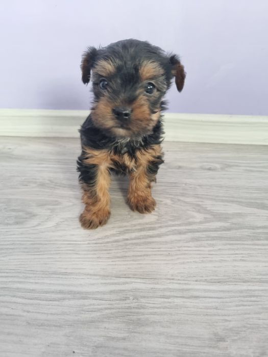 Йоркшир териери момчета.