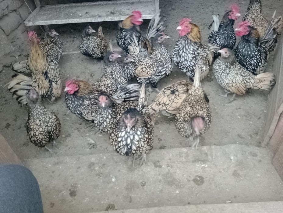 златист зибрайт.