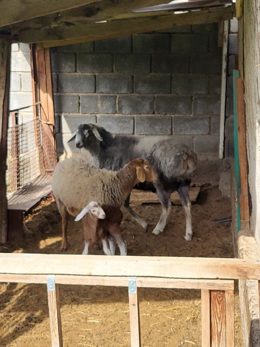 Қозылы қой +Қошқар сатылады