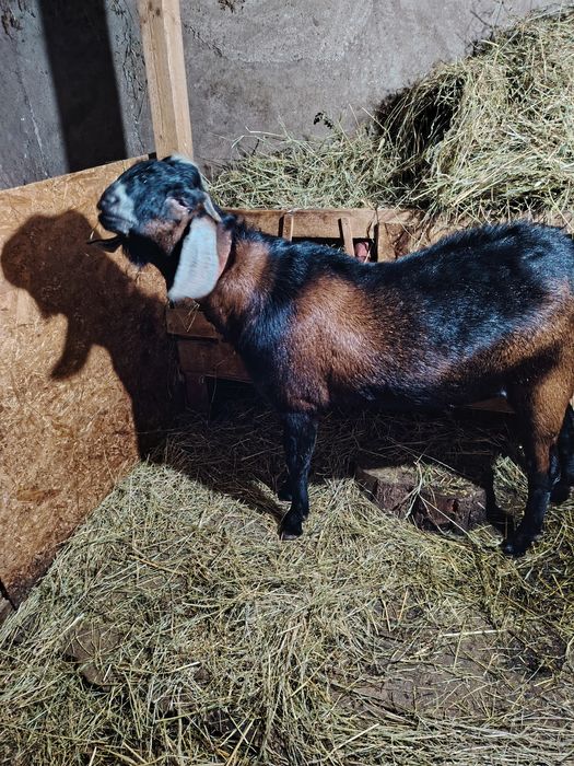 Tap anglonubian de vanzare