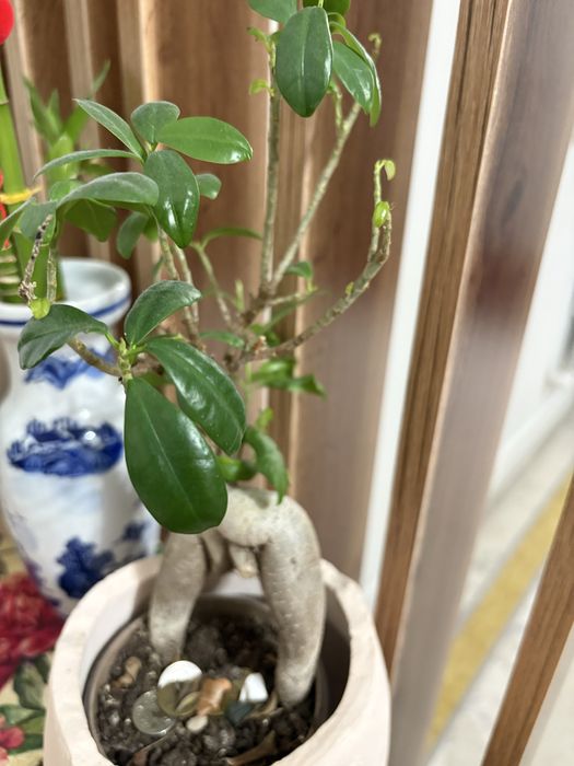 продам или обменяю