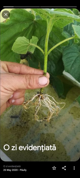 Paulownia Butasi si rasaduri