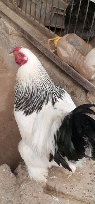 Инкубацыонные яйца.Кур.