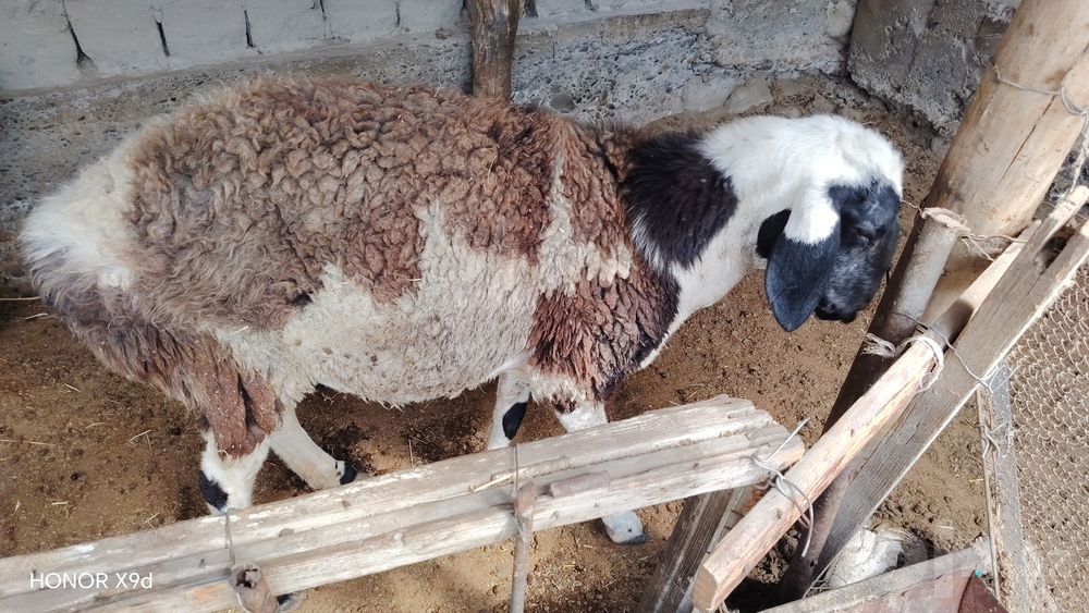Ona egizchi qoy Sotiladi 3 chi qorin bugoz