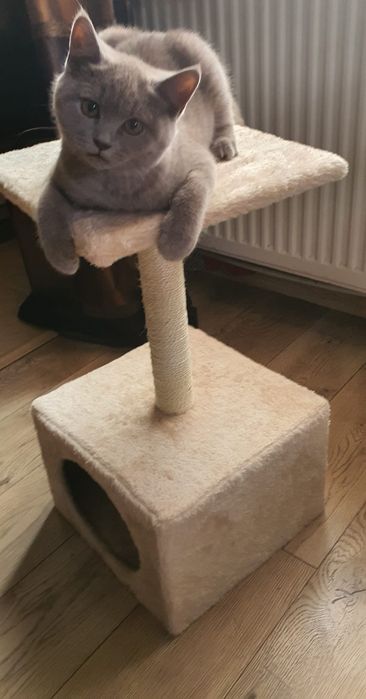 Petsitter doar pisicute