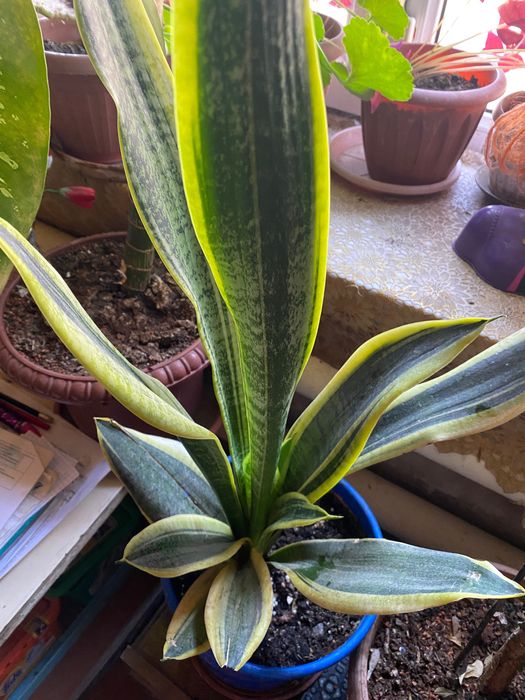 Цветы в горшках (разные виды)