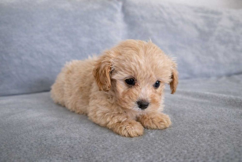 maltipoo toy apricot minunat M