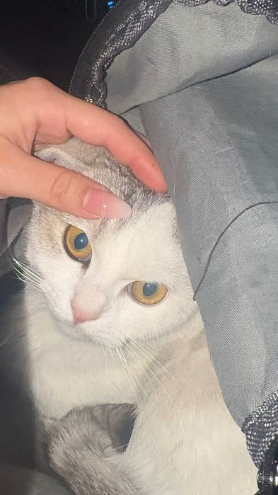 Hadyaga o’zimni  mushugim