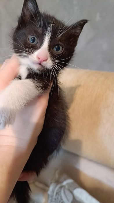 Котята домашние  свои !