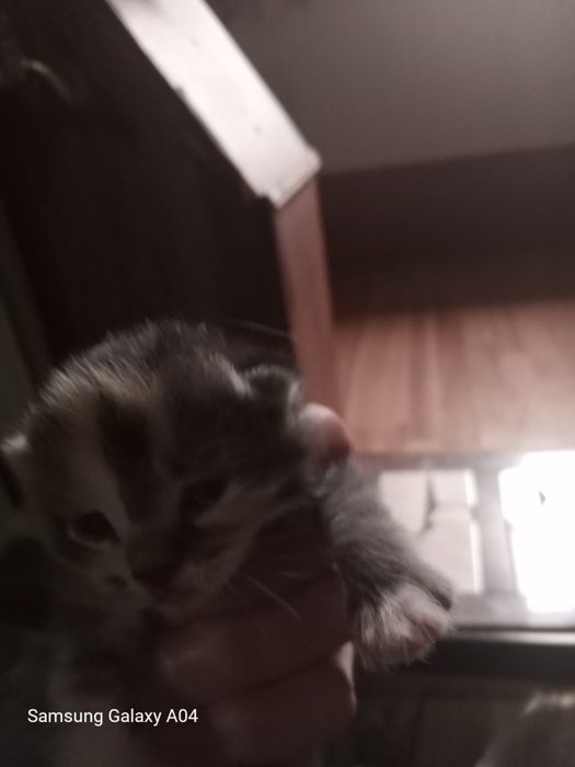 Продам котят в хорошии руки