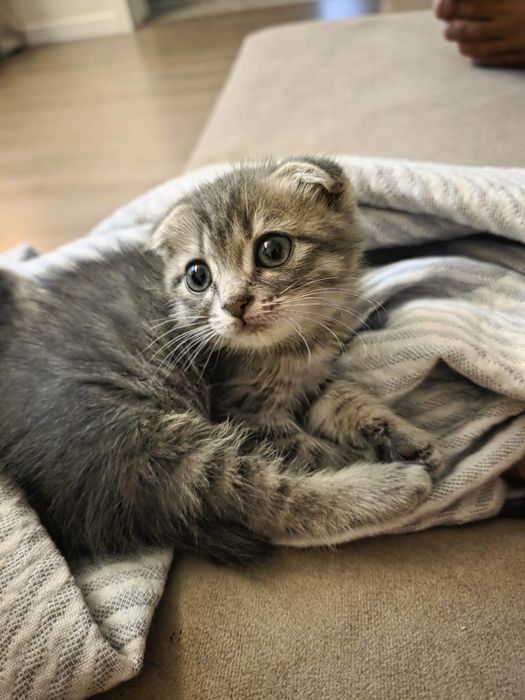 Вислоухий котенок