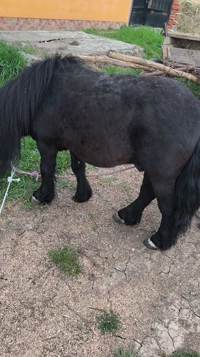 Vând un ponei armăsar