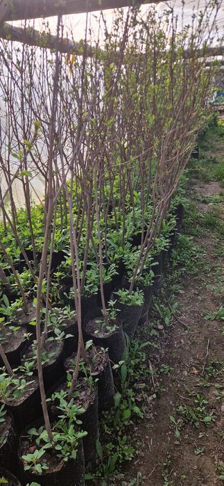 Саженцы в горшочке