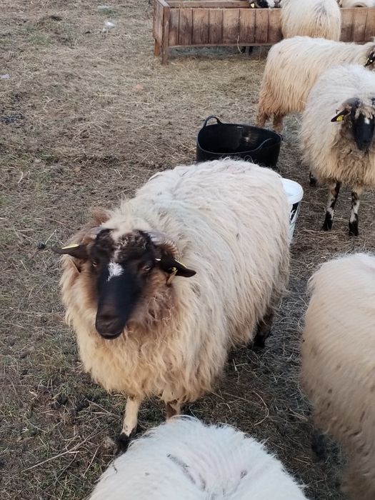 Noatine, caută alt stăpân.