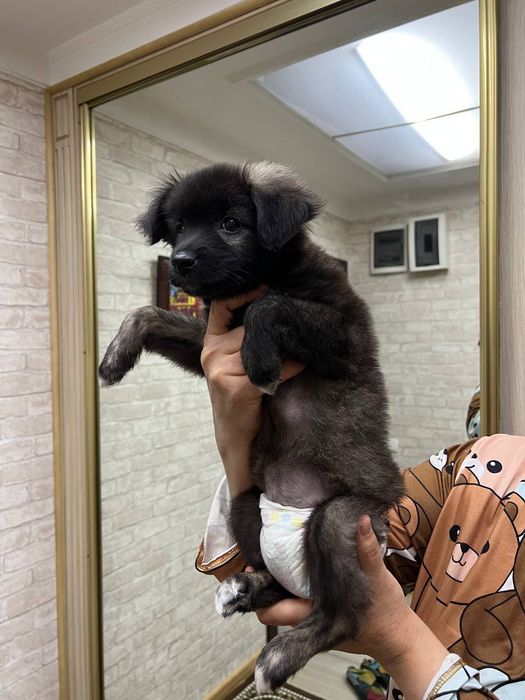 Щенок, девочка .