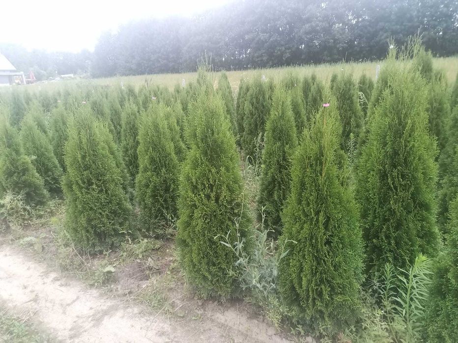 Tuia Thuia Thuja smaragd, gros, frumos, mare 120-140cm