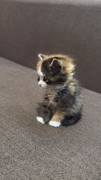 Котенок, возраст: месяц, трёхцветка, красивая