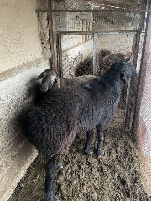 qochqorlar sotiladi srochno