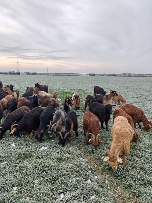 Vând capre sau schimb cu oi