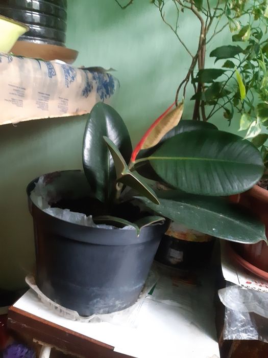 Шикарные Комнатные цветы