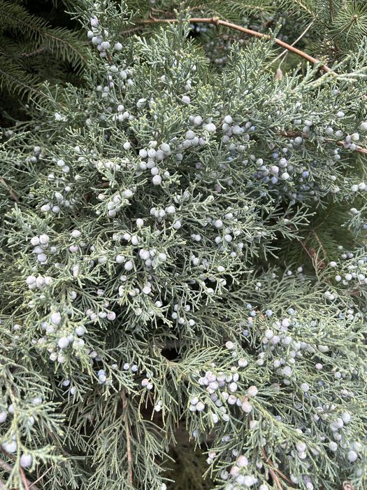 Хвойные ветки разные