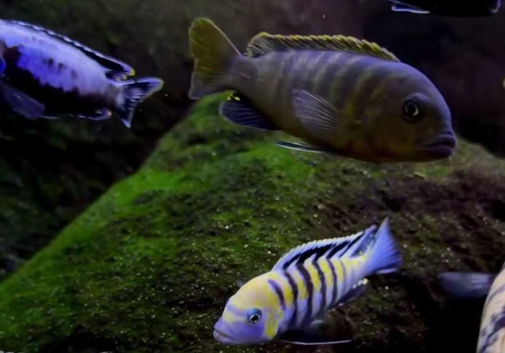Афрa  Кобуe Цихлида