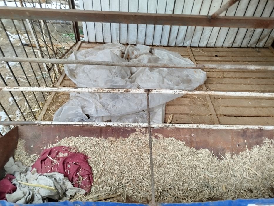 Qoyxona sotlad tegi pol qlngan anca baqvat narsalada yasalgan srocna