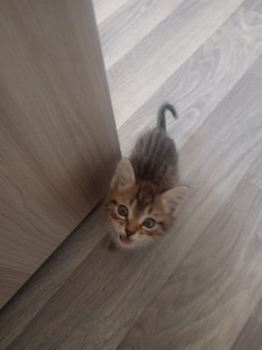 Отдам даром котят хорошенькие