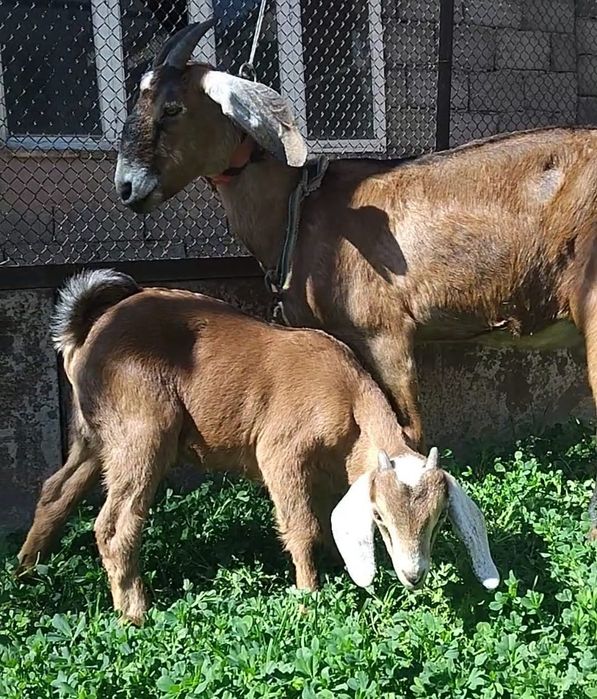 АнглоНубийский ешкі Қойға бартер
