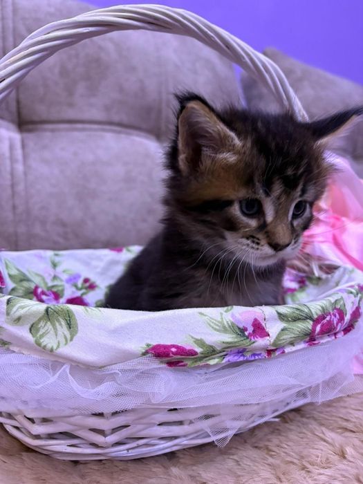 Продам  котят Мейн-Кун.