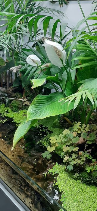 acvariu / terrariu complet echipat