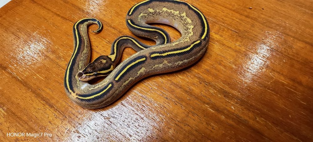 Кралски питони (Python Regius)