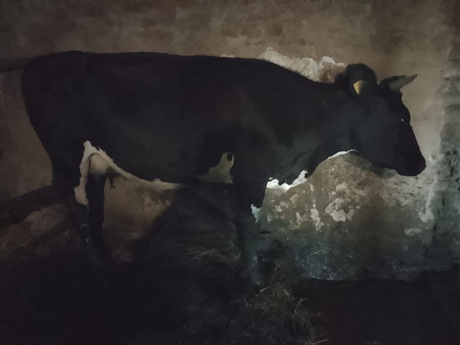 Продам дойную корову