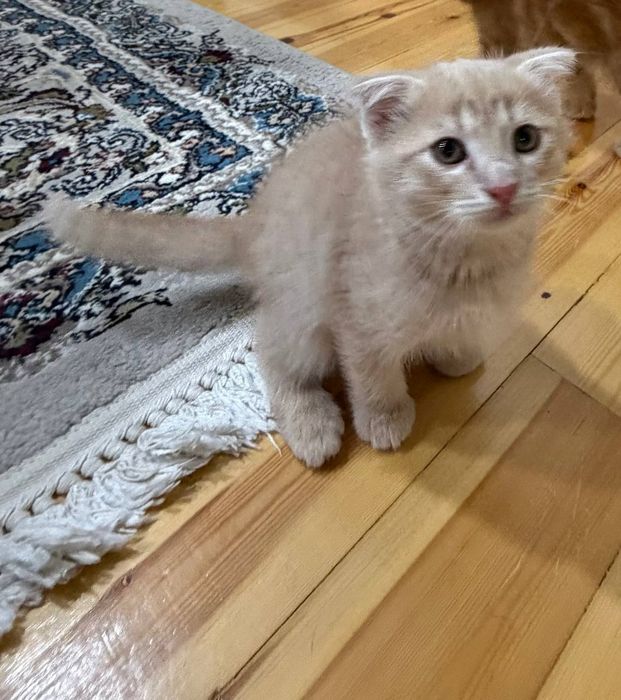Скотиш фолд мушукча 4 ойлик