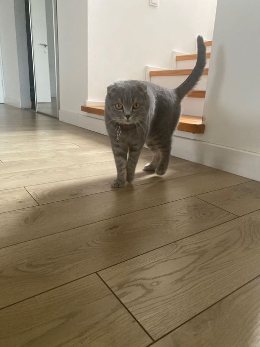 Шотландская вислоухая с документами