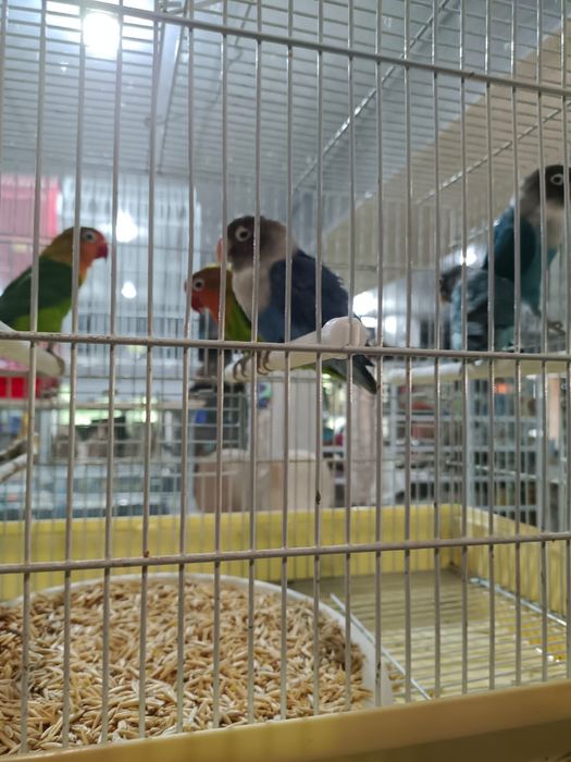 Попугаи Неразлучники