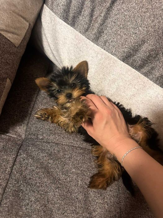 Женско мини йорки