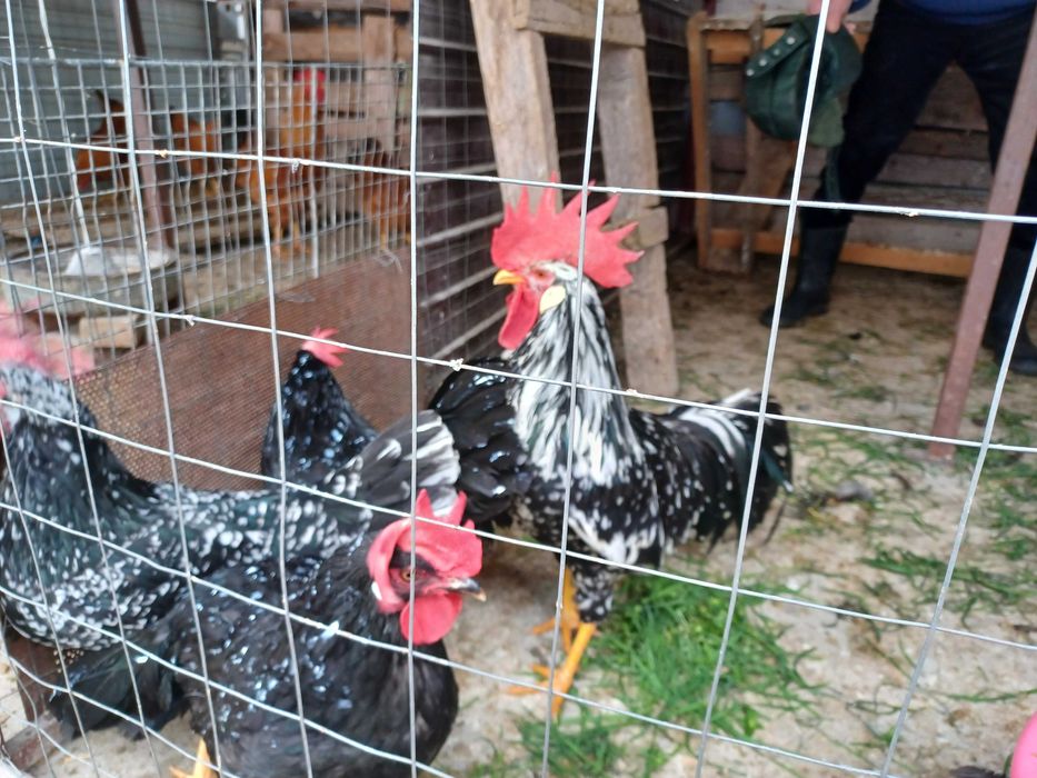 Ouă de italiana bobată și neagră