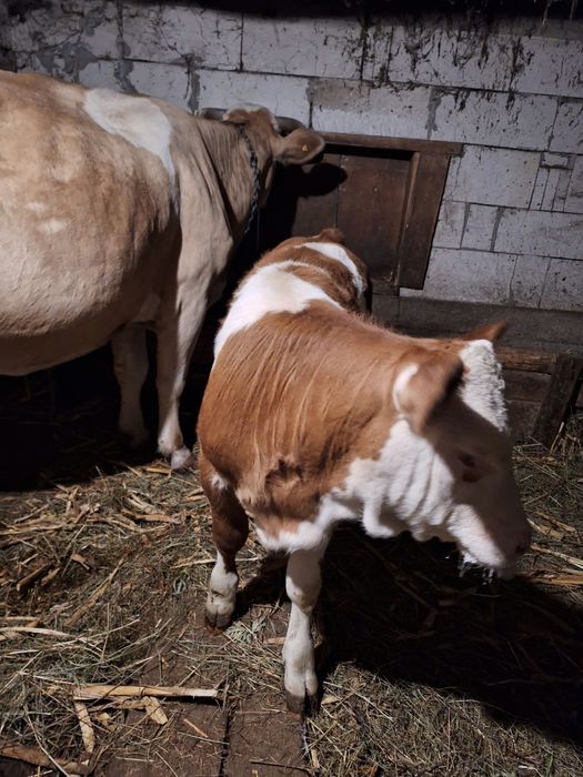 Vaca cu vitea de vanzare