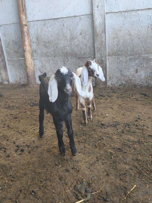 Disponibili 2 țăpișori anglonubieni