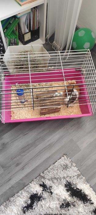 porcusor de guinea de vanzare urgent