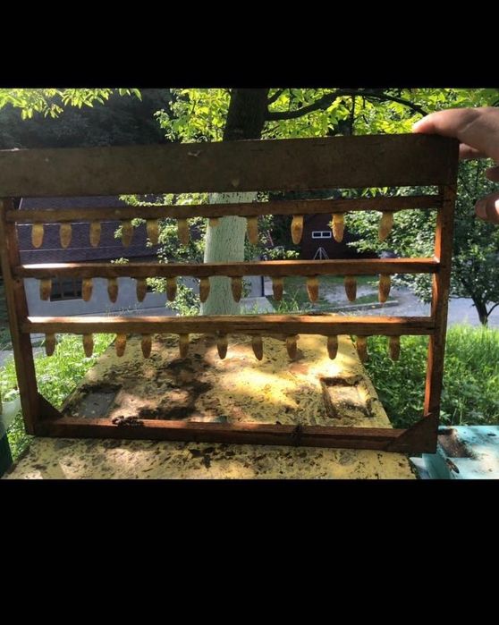 Mātci Carpatine Ukraina 2026  Mătci  Regină 2026