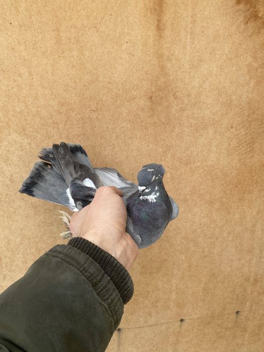 Kaftarlar sotiladi 20 ta manimcha