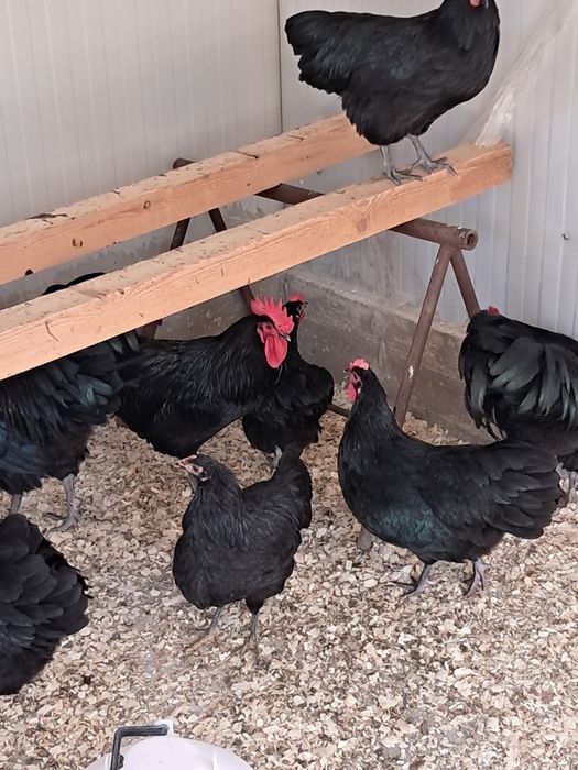 Vând cocoși rasa australop