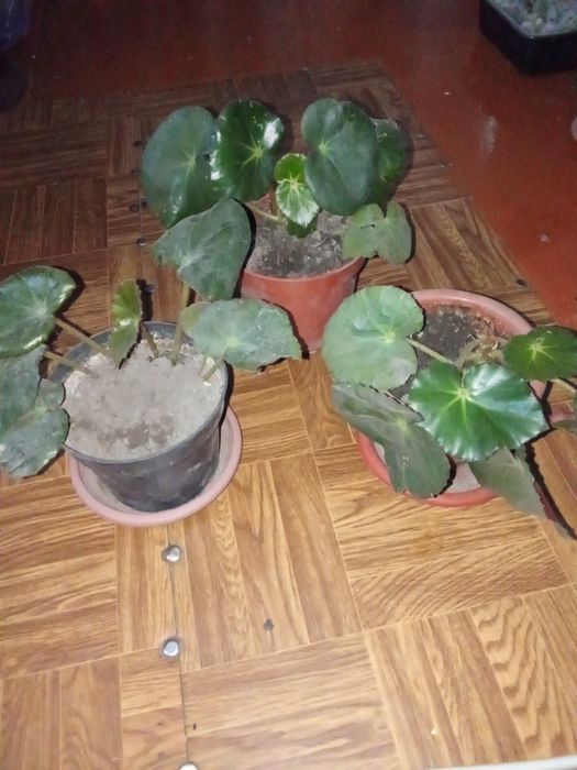 Продается Сансеверия и Бегония.