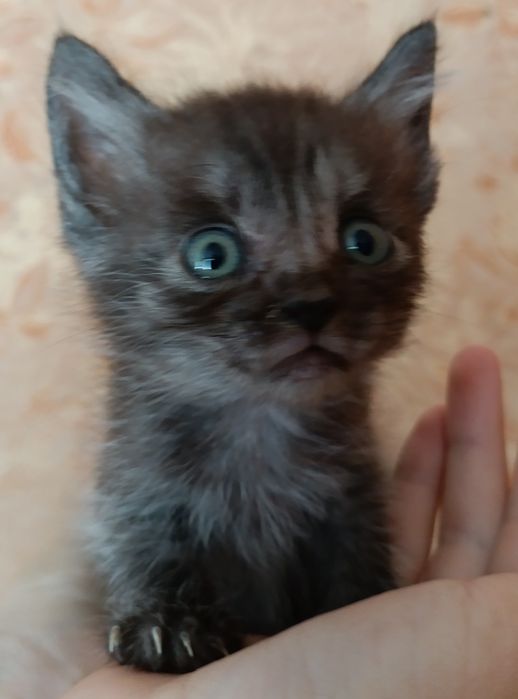 Отдам котят в добрые руки