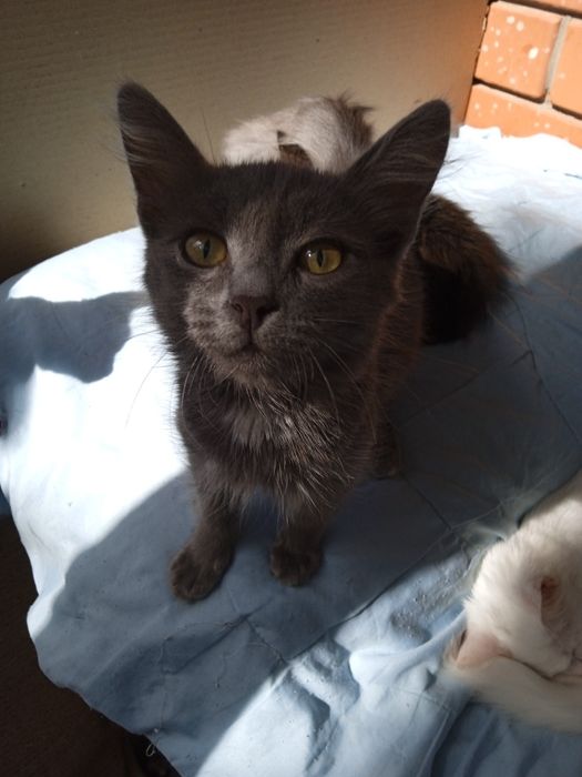 Коты от года и выше